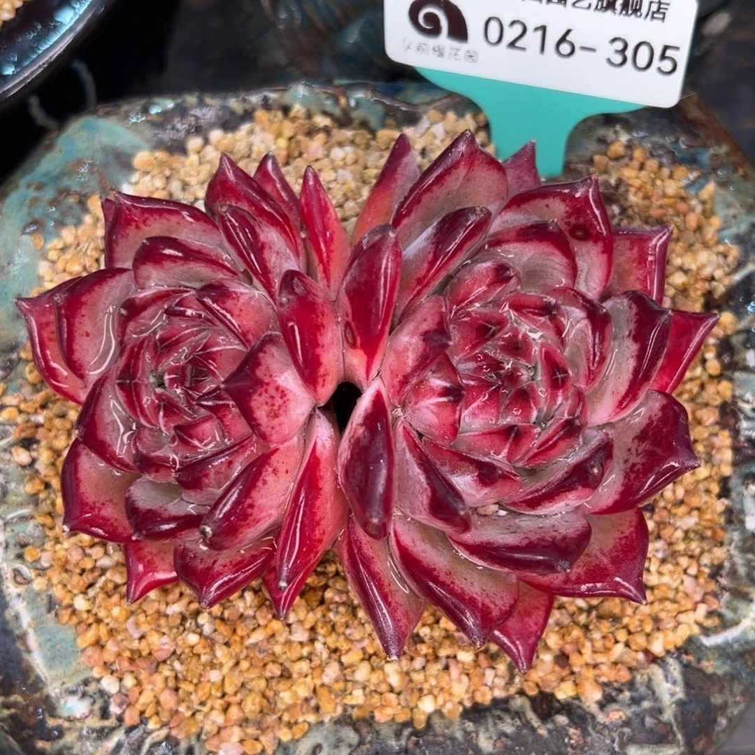 从前慢多肉精选编号0216.305