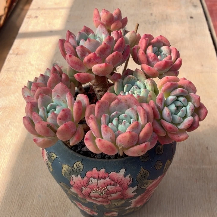 多肉植物 望舒一物一拍-4