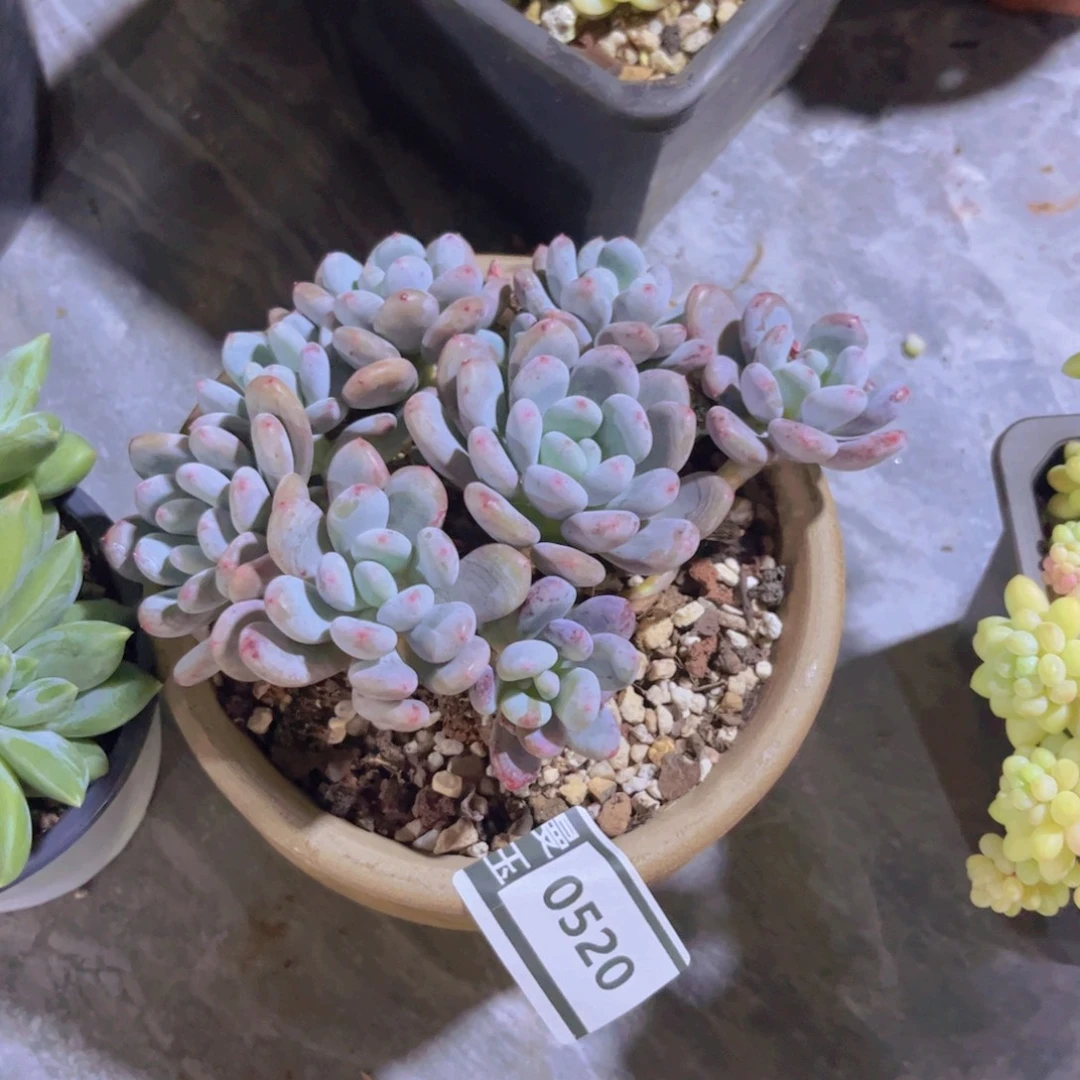 香香雪多肉植物0520