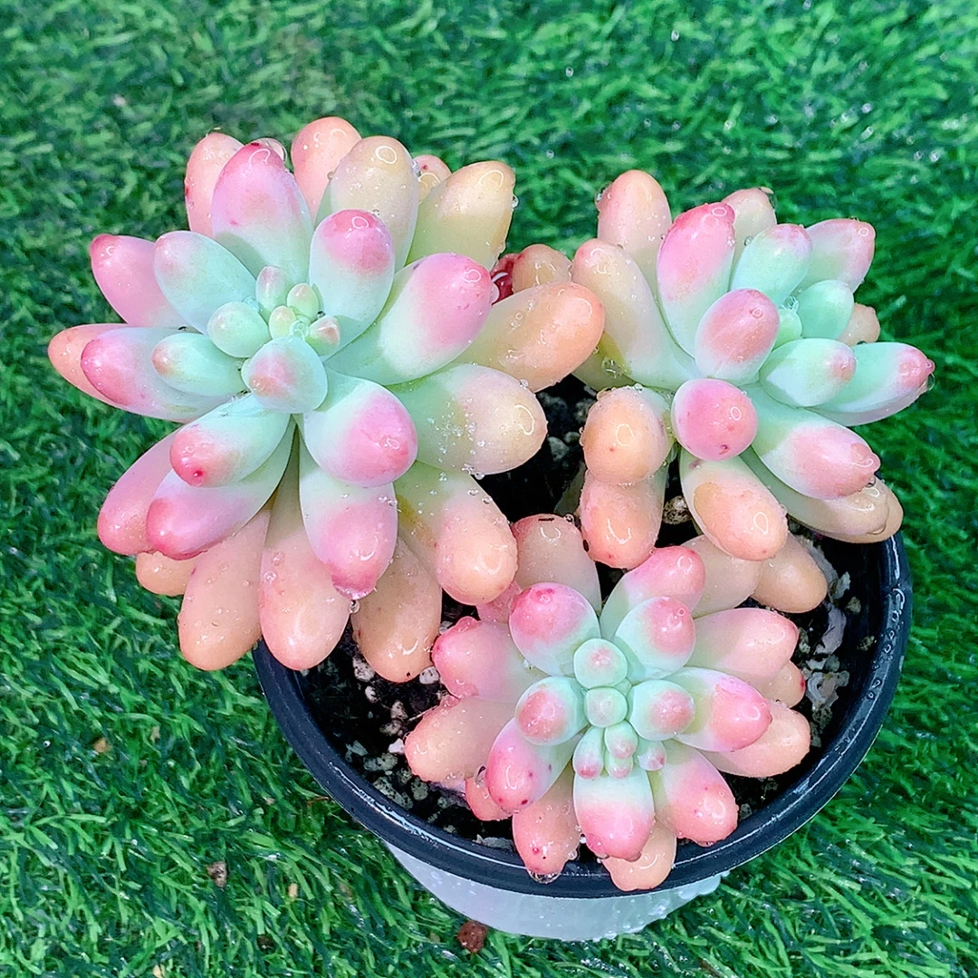胖大星群生精品多肉植物盆栽阳台花卉一单包邮