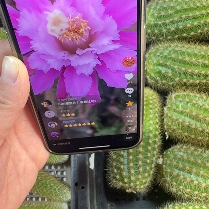 206金妞阿尔森无根侧牙8公分左右