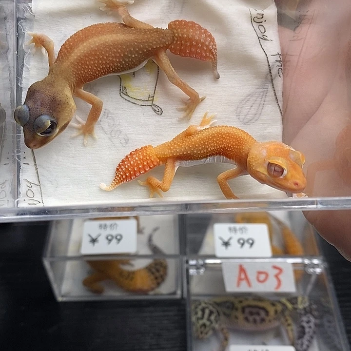 小***༤豹纹守宫99999999999