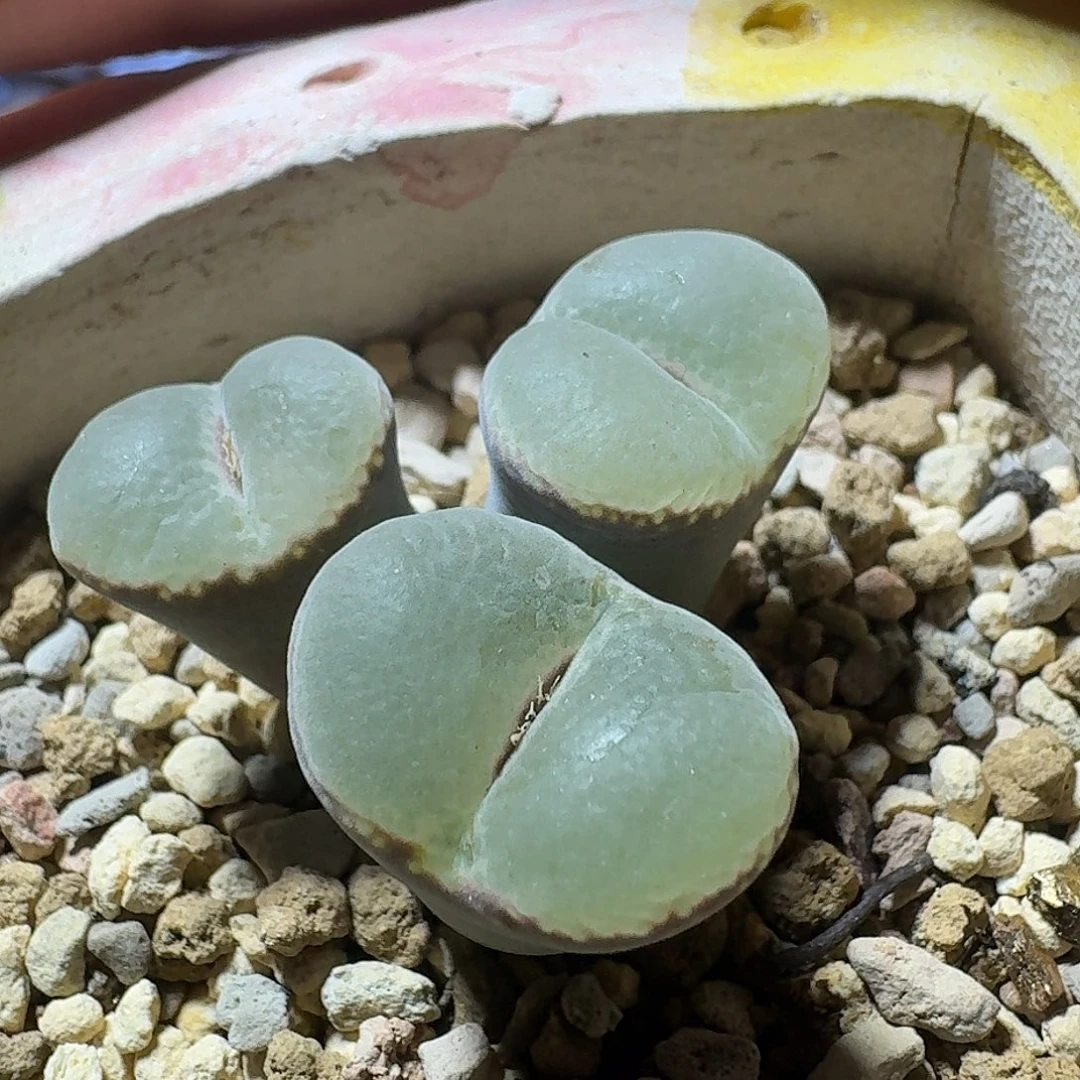 85号三头安格一物一拍