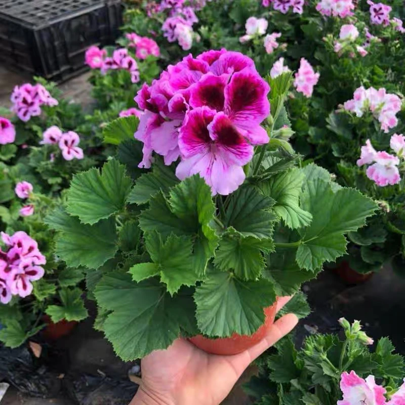 （年前大促活动）大花天蝴蝶梅四季开花年前最后一波宠粉福利不售后