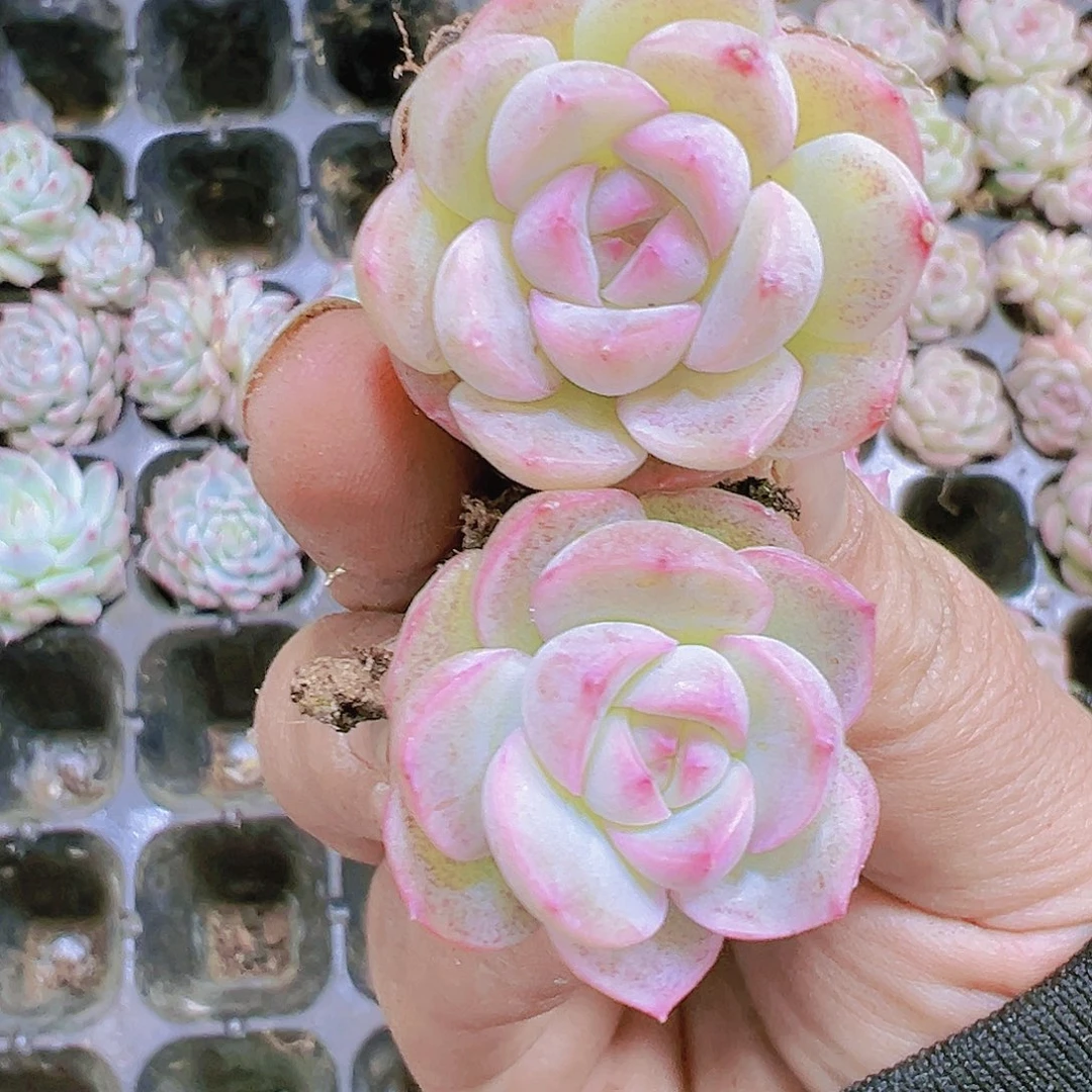 琴心苗2个19包油