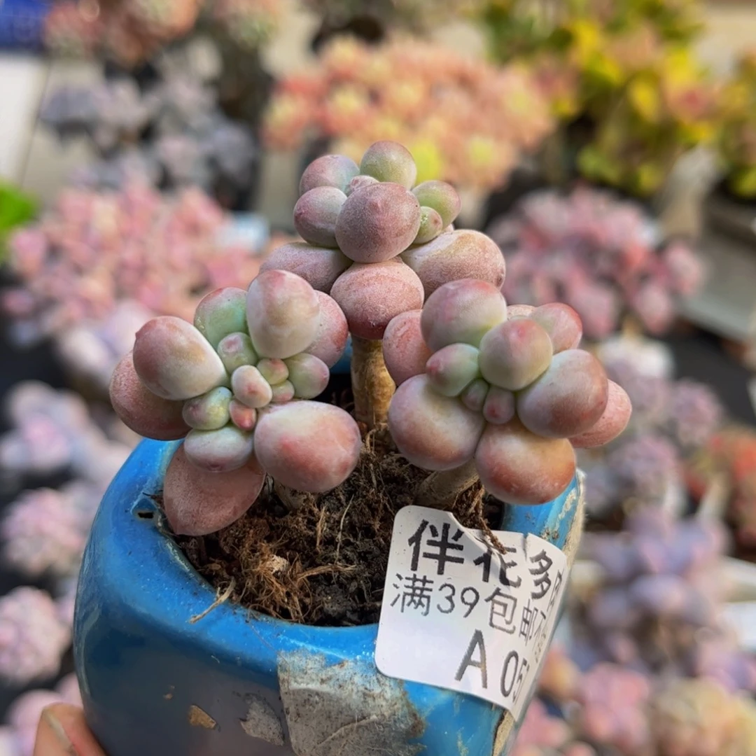 057苹果奶5cm多肉植物