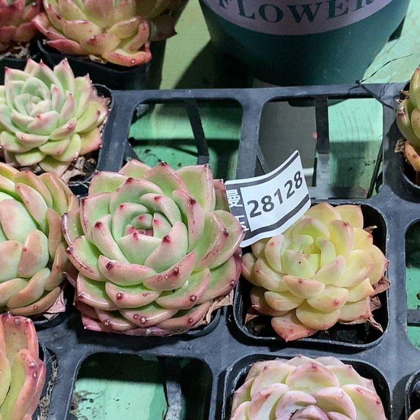 【闪购商品】希****嘻杂两颗28128