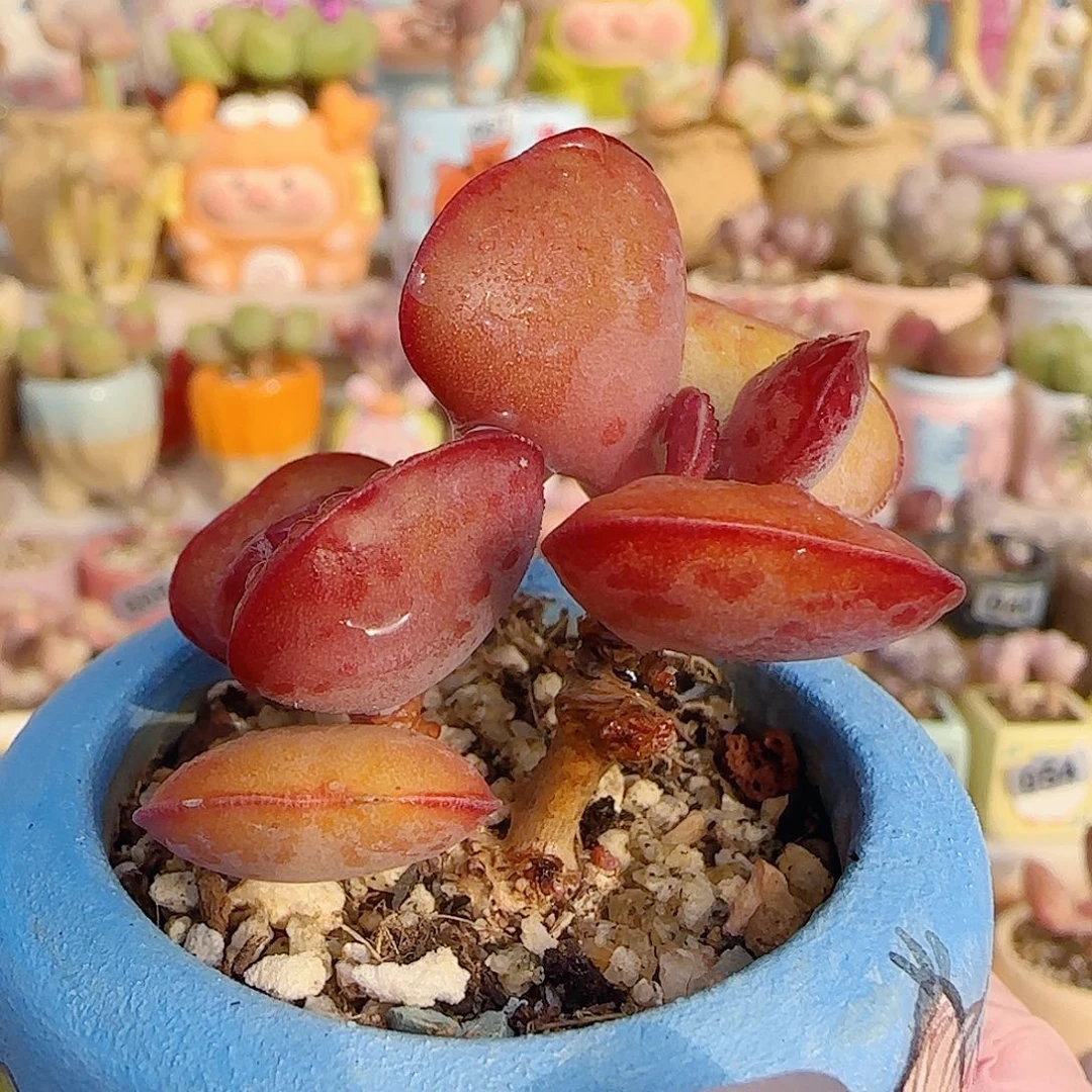 双头爱心 盆口4cm