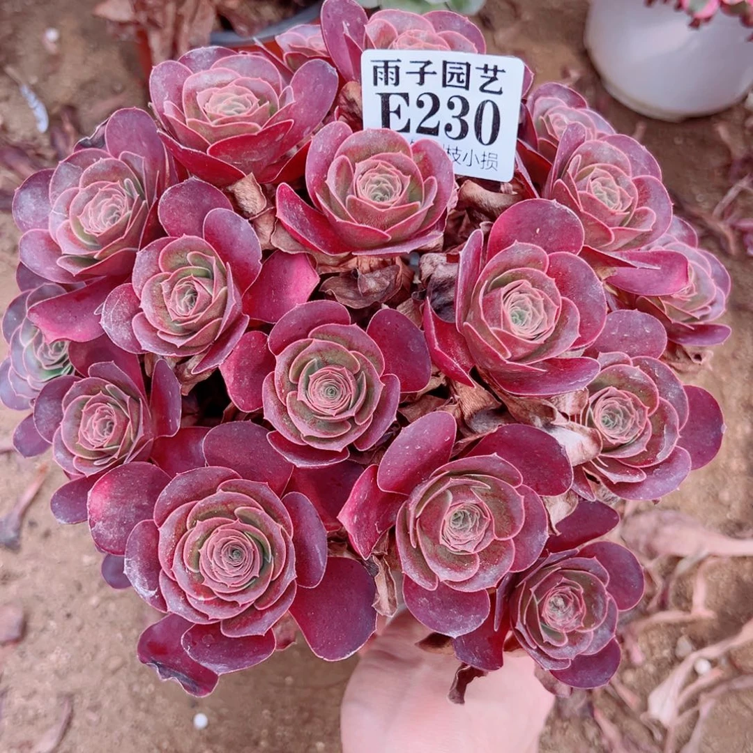 230魅金玫瑰尺寸20左右