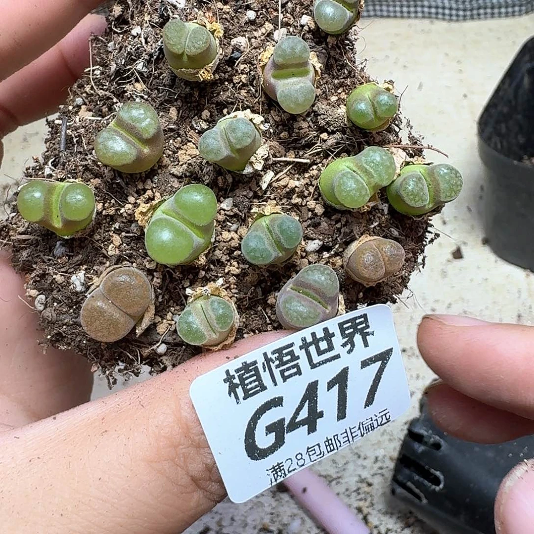 多肉植物的润泽额c