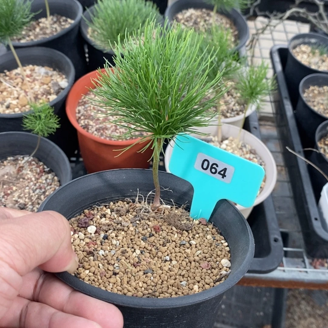 扫把头多肉植物一个