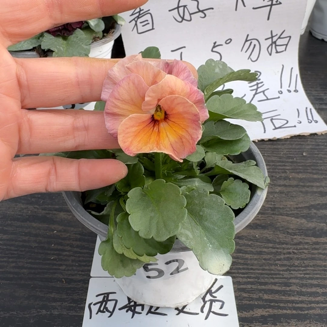 全部花朵752号曼波