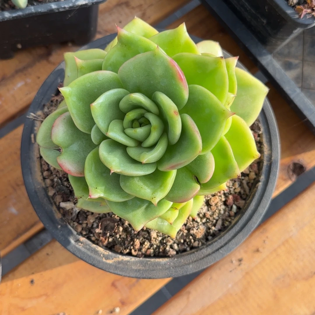 多肉植物 一物一拍