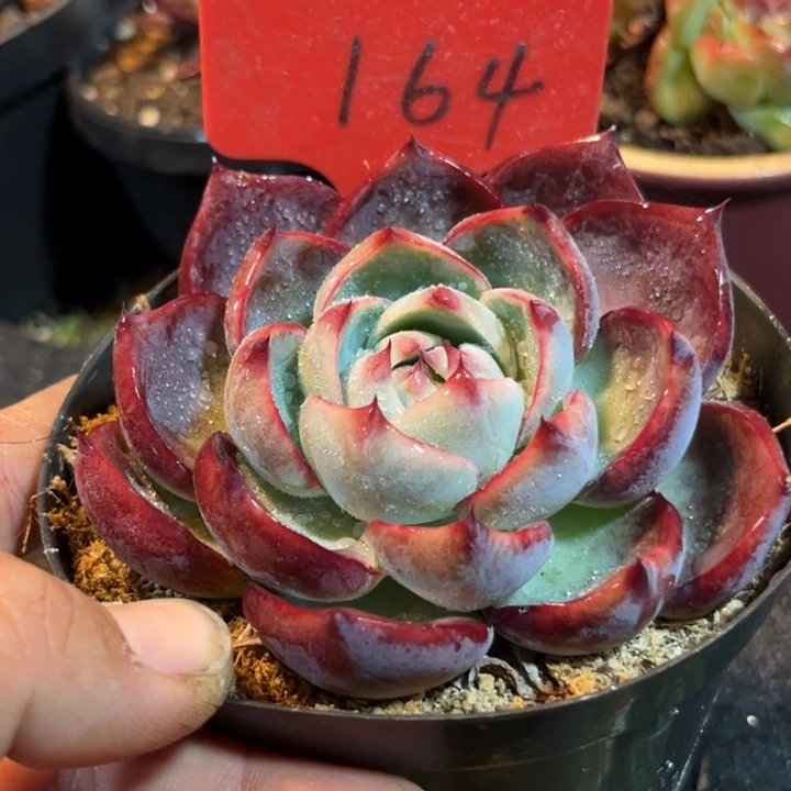 惊鸿一物一拍包装收缩花旱164