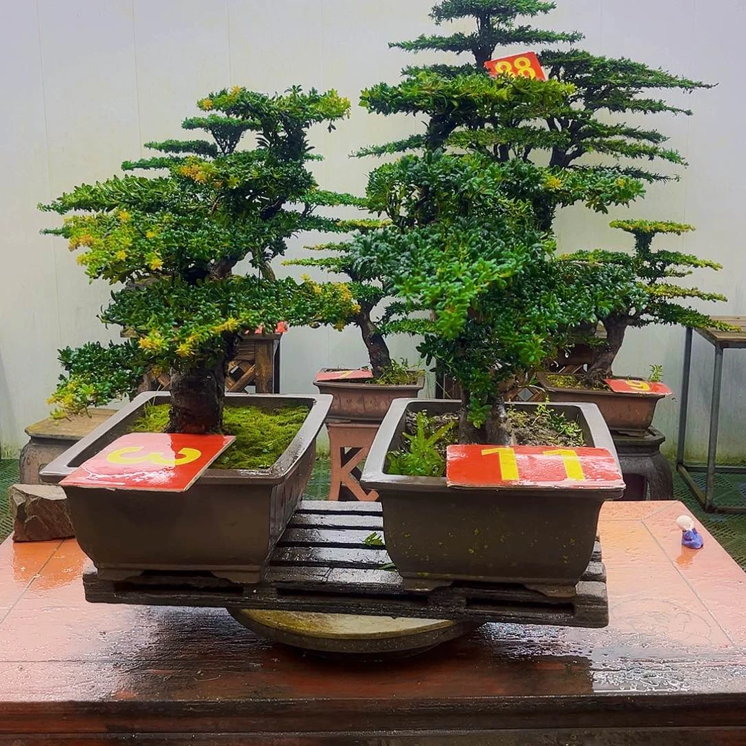 无花朵罗汉松盆景