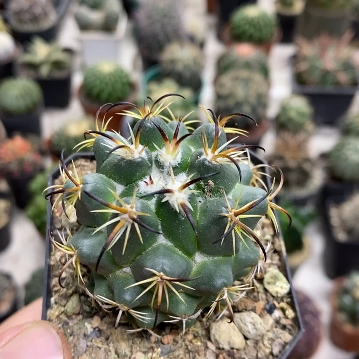 实生钢钉特价福利2