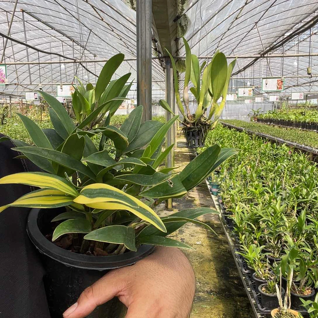 当前无花朵，栽培后可花朵金边叶异