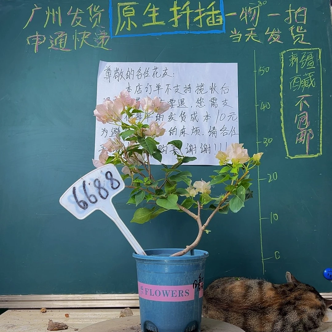 当前无花栽培后可以开花艺术款 暗斑丽人6688