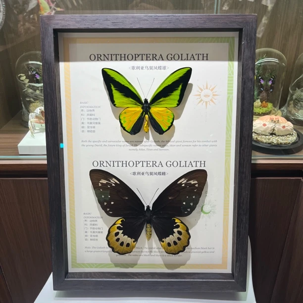 歌莉娅绿鸟红鸟凤悌鸟蝶真蝴蝶标本高端收藏带证装饰画摆件送礼物
