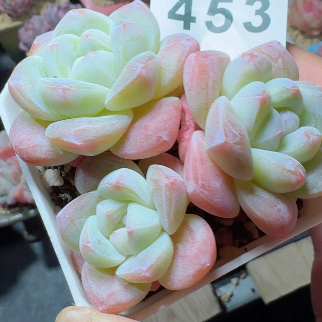 冰玉模特      愿你一路坦途，乘风破浪展宏图