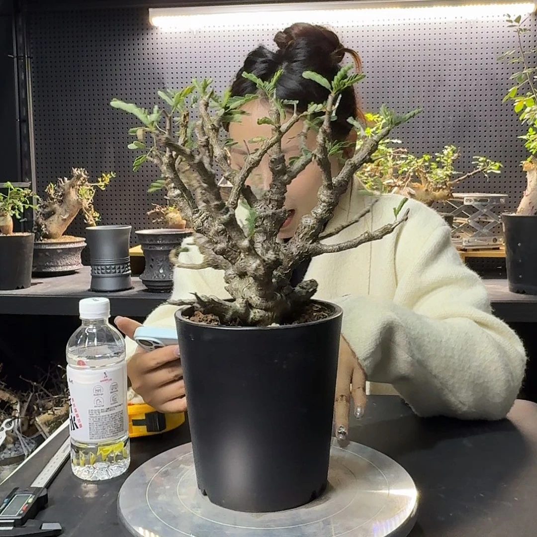 沙漠苏木带盆发货