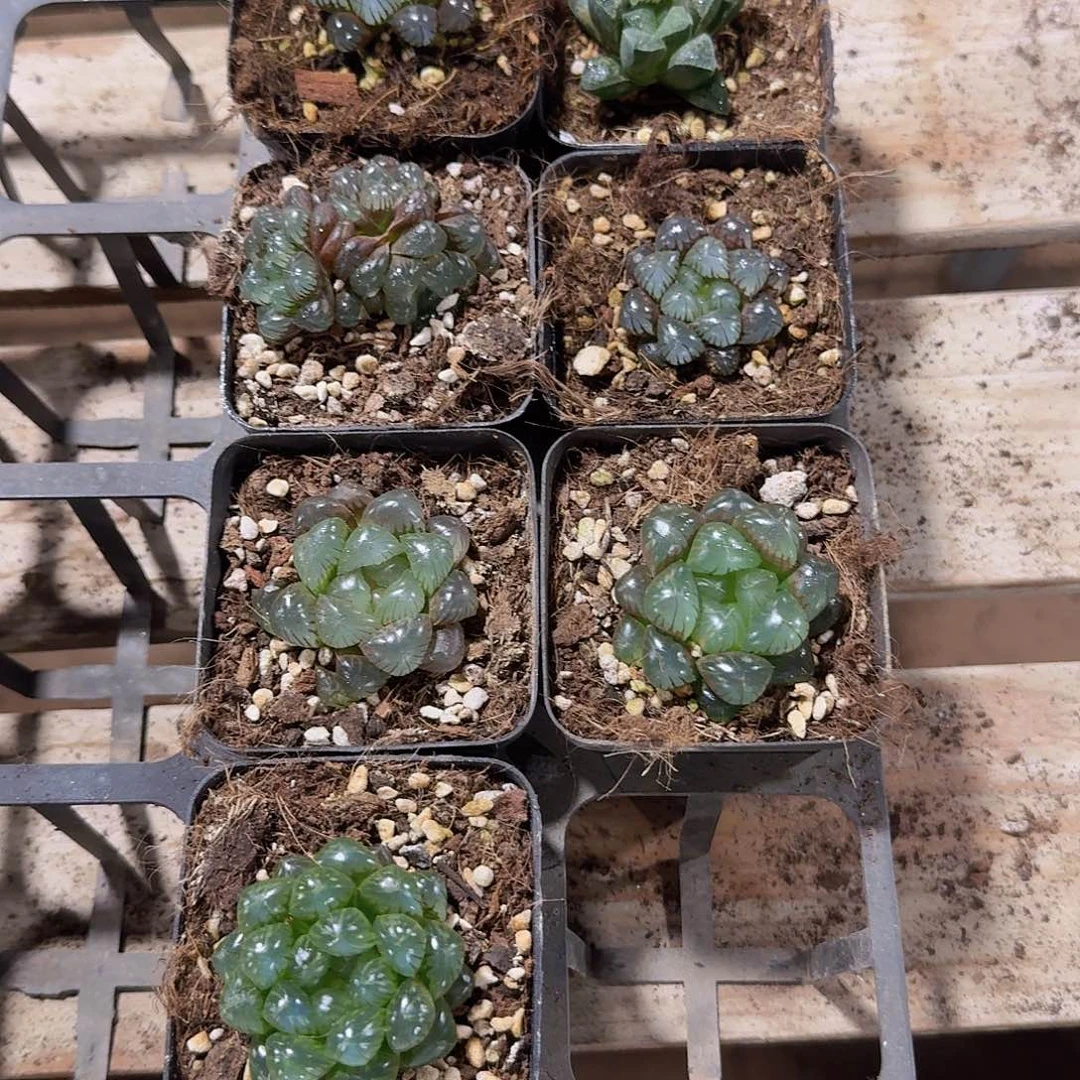 直播福利一物一拍03
