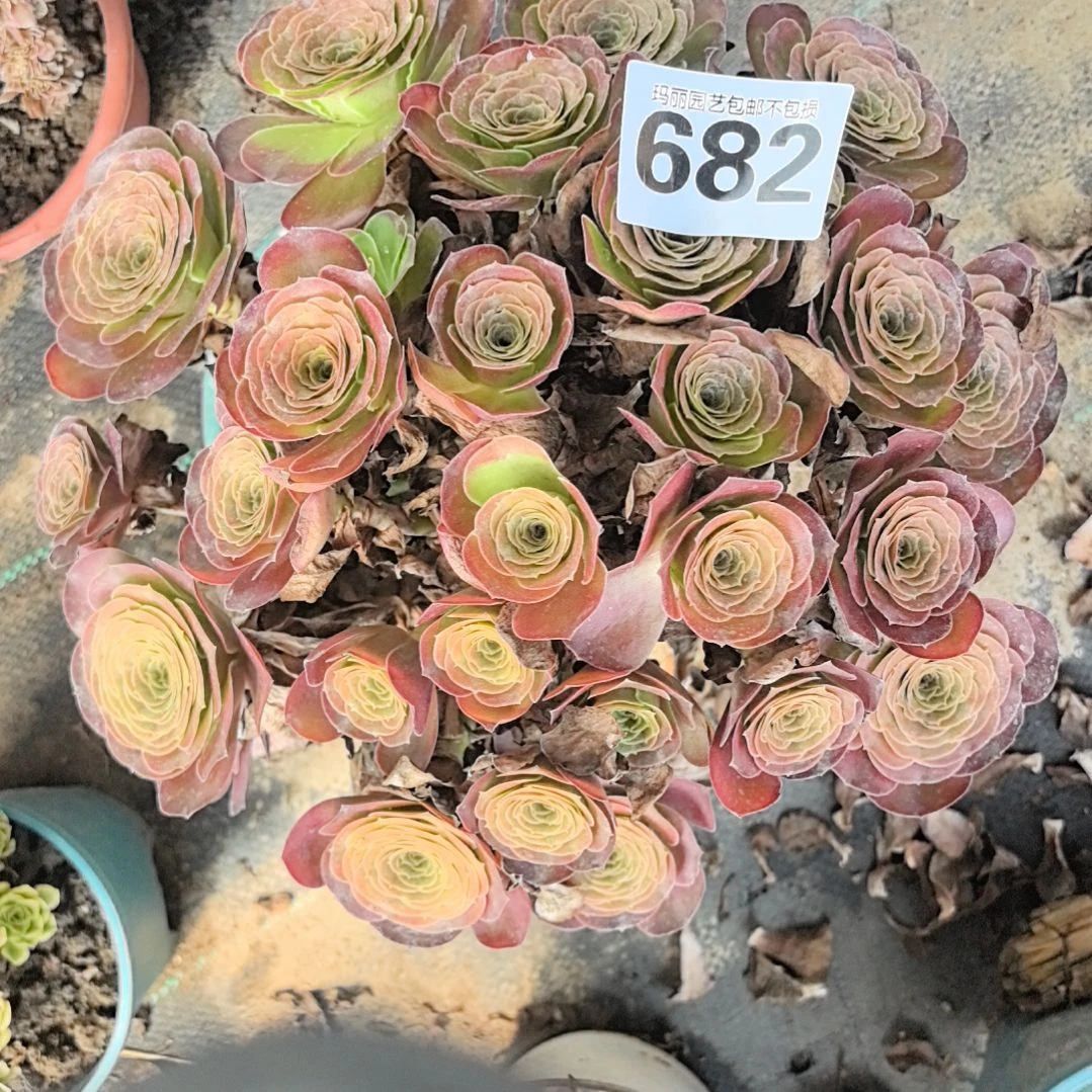 682魅金玫瑰花2-3