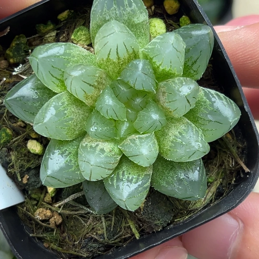 102雨斑龙爪玉露锦一物一拍