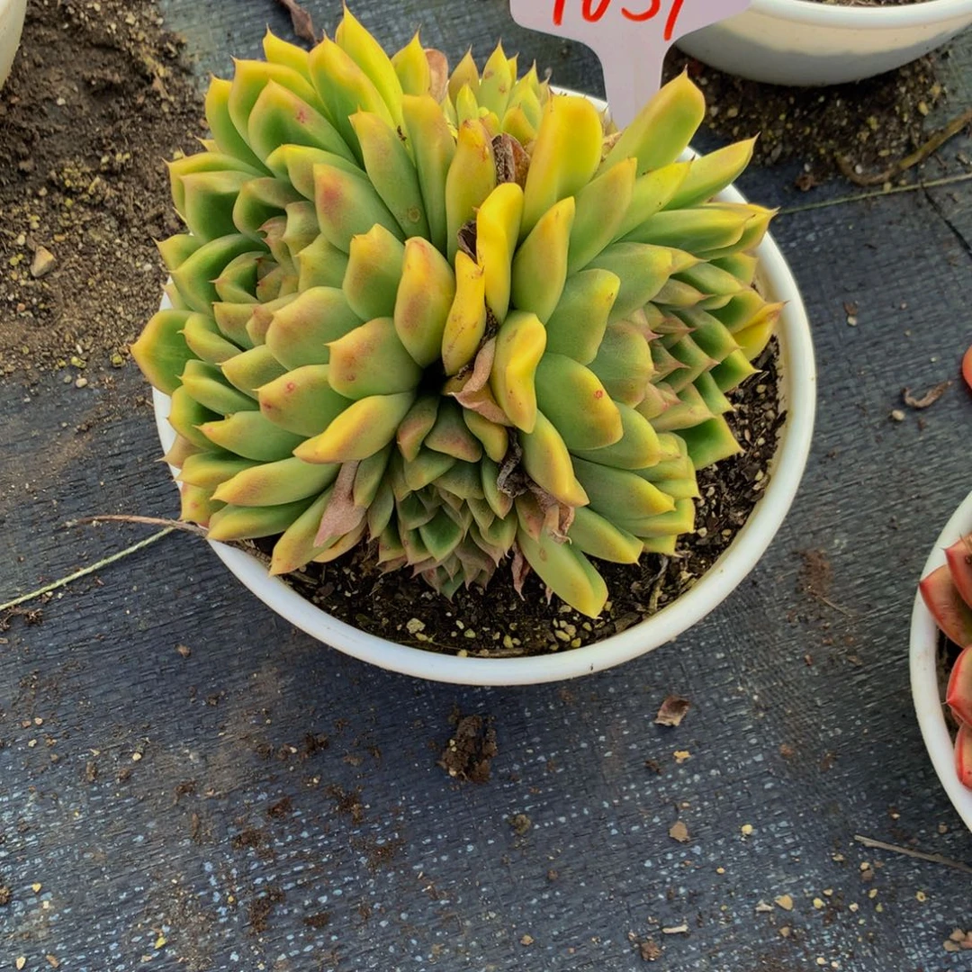 一物一拍1659-8-20