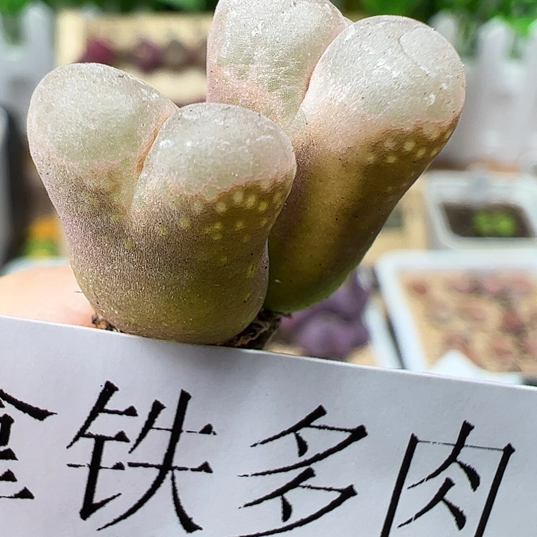 双头红风铃玉……………………………