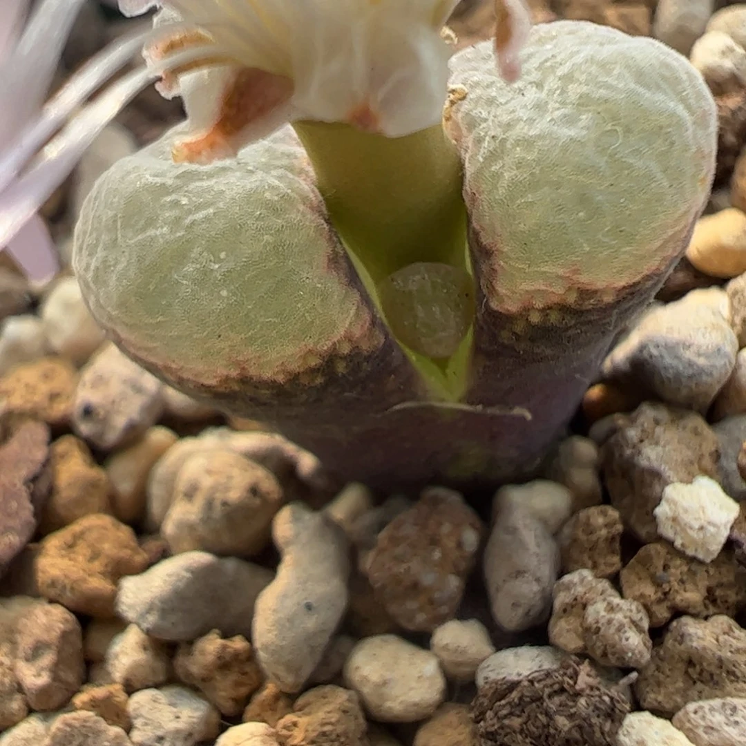 778 好看的多肉冲冲冲