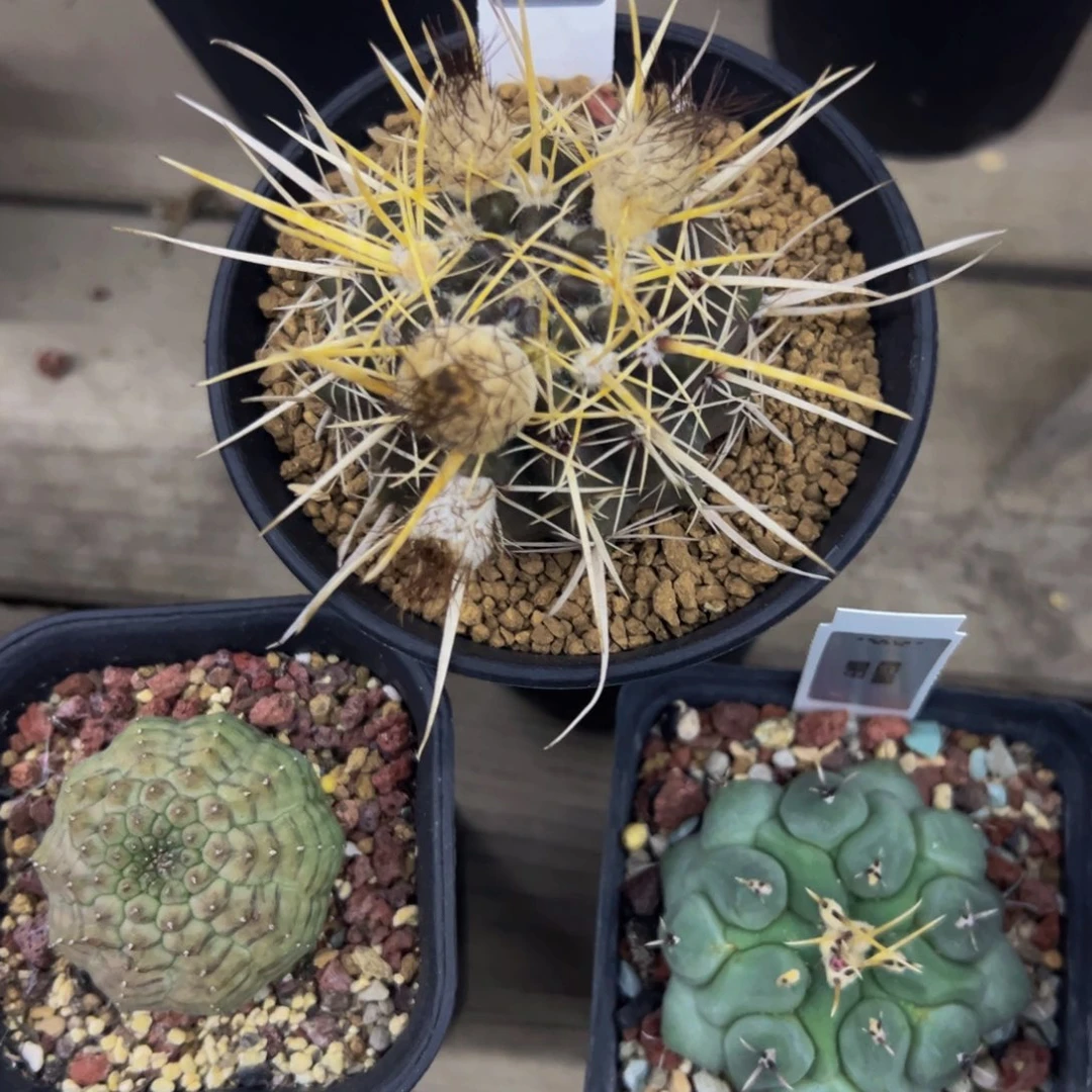 狮子王仙人球多肉植物