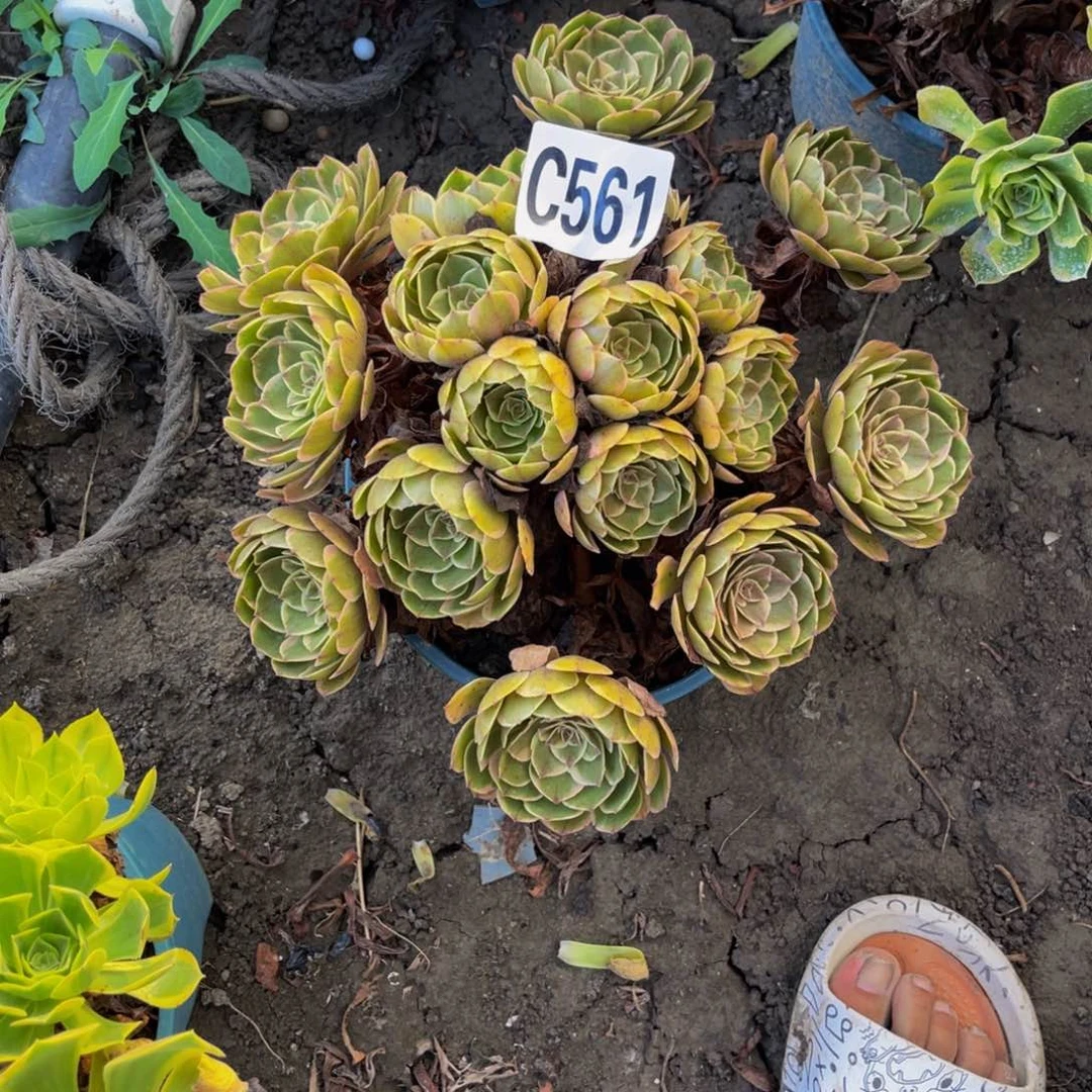 粉花妖14——_48包邮