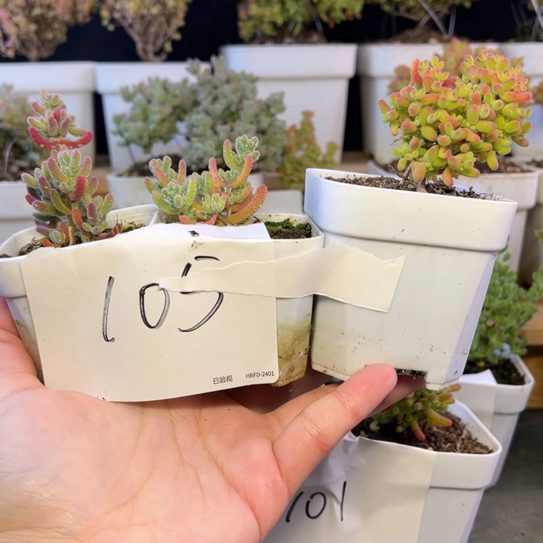 冰晶蜜橘3个105➕小惊喜