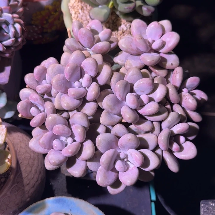 桃蛋 群生 一物一拍