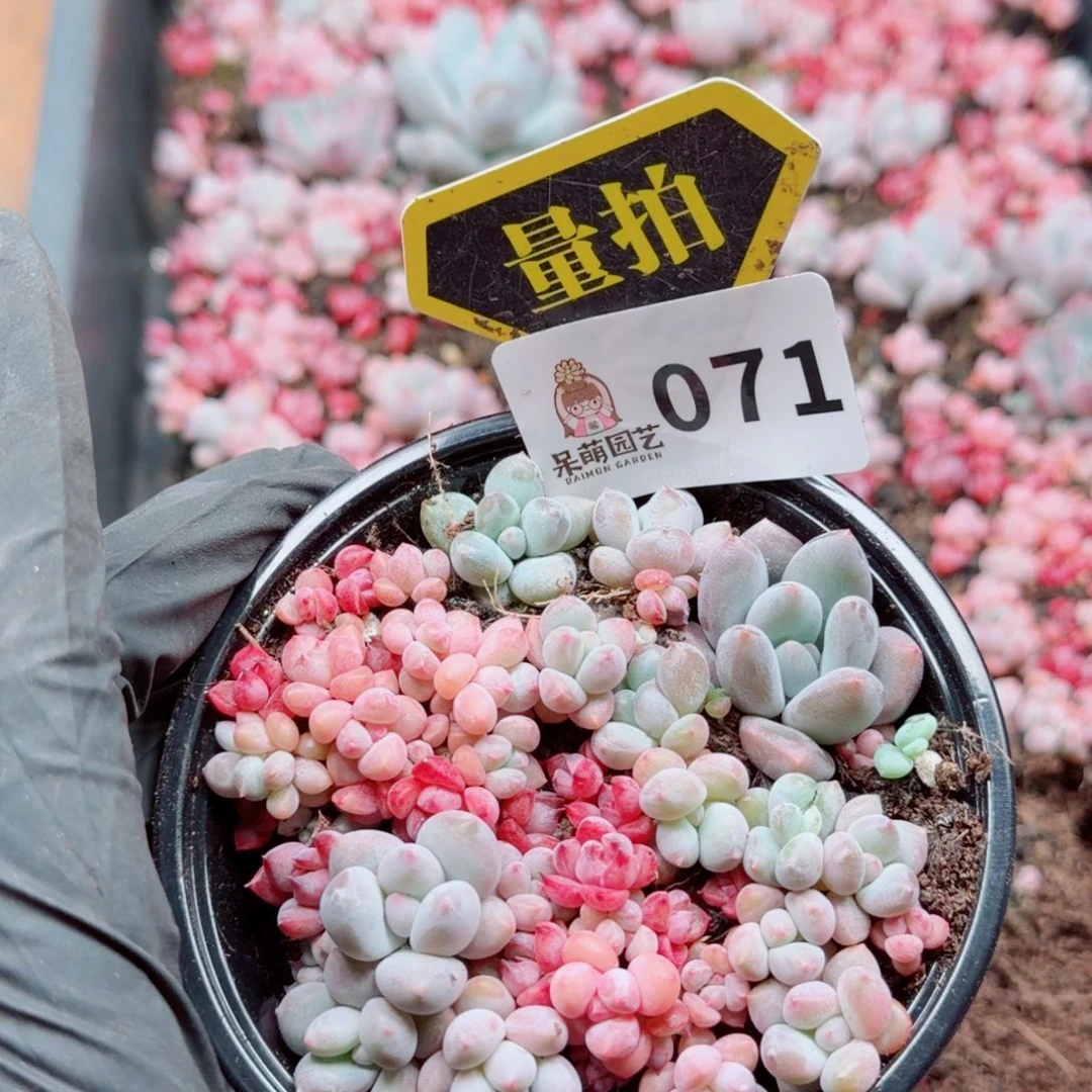 多肉植物多肉植物