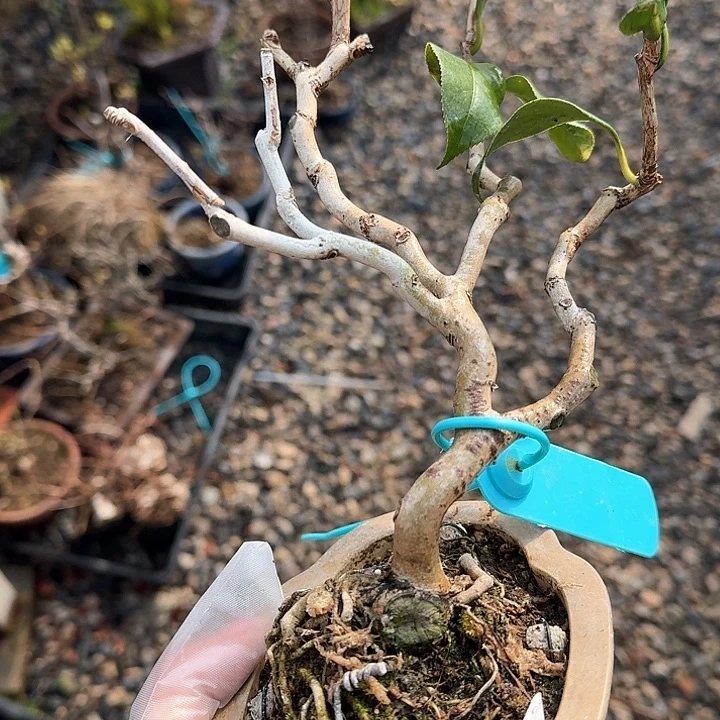 玛***天茶梅 顺丰到付