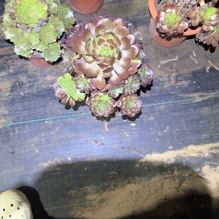 不售后法师一物一拍福利33