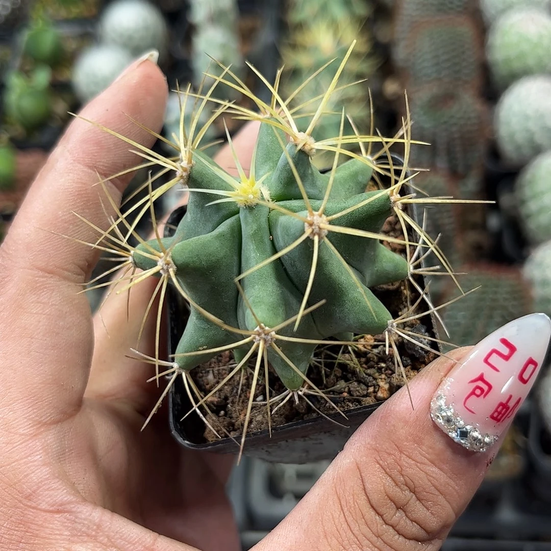 王冠龙单头发货单头发