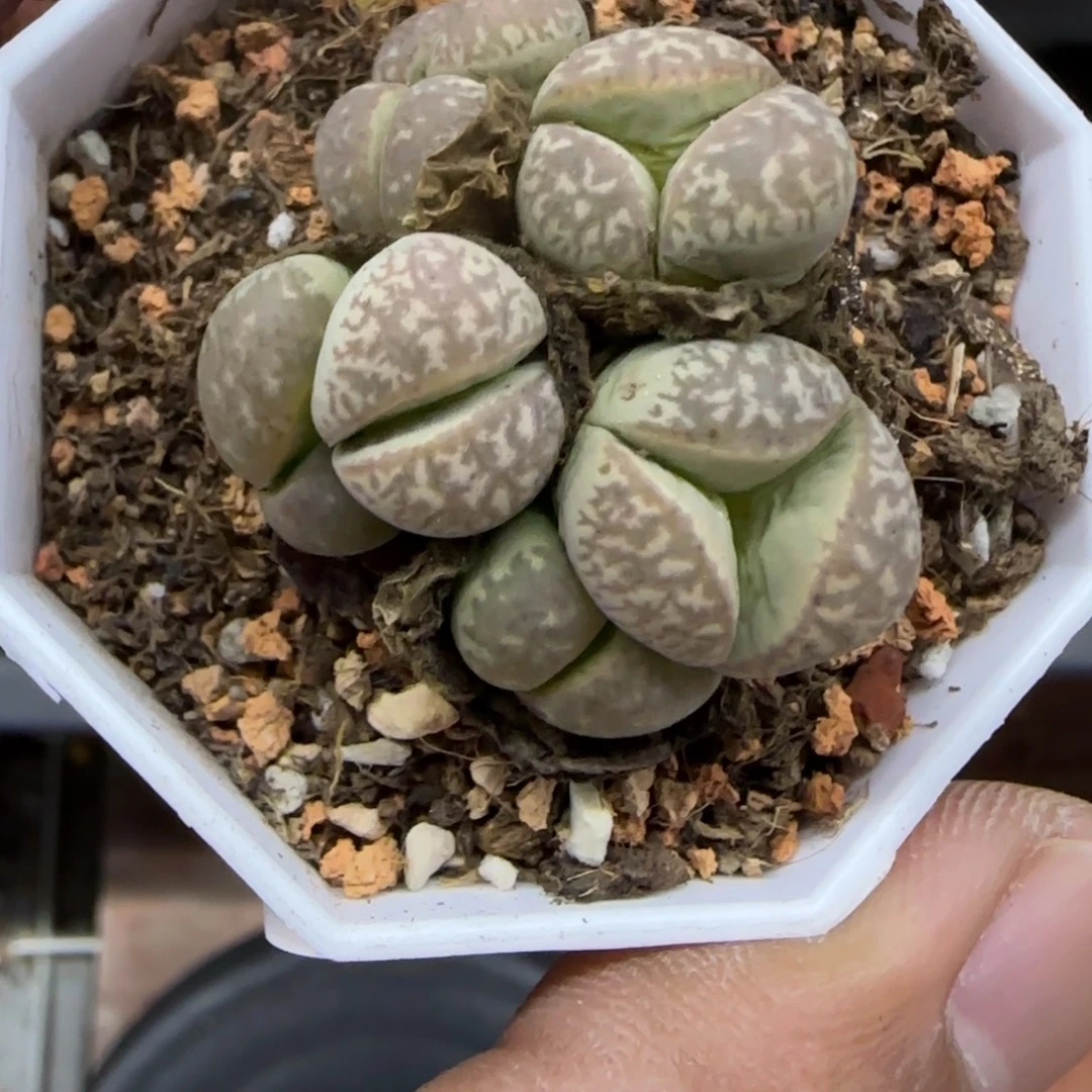 154 生石花大棚直播
