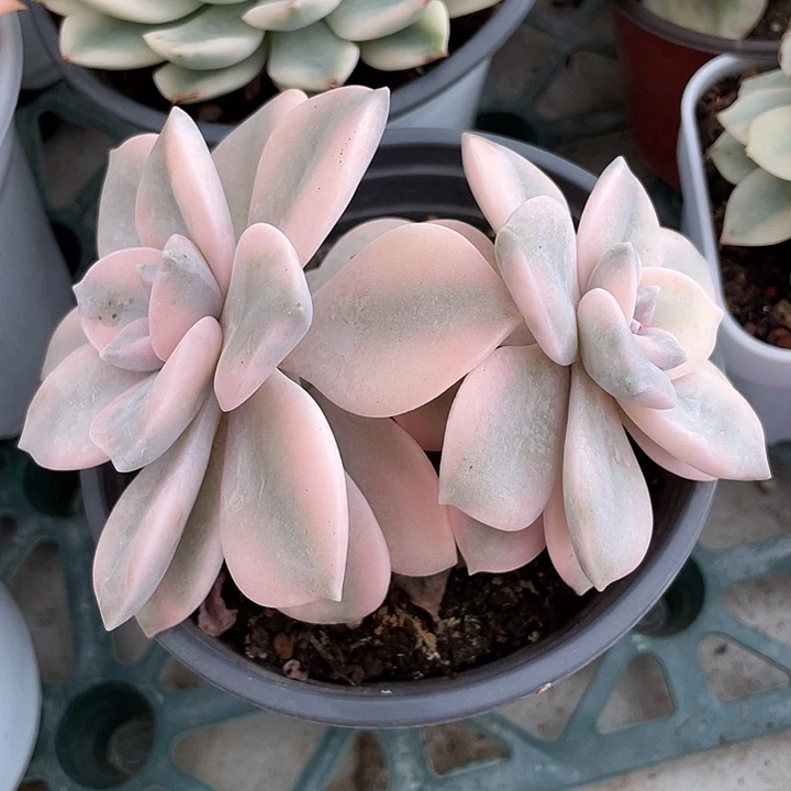 粉紫乐锦。锦龙一物一拍