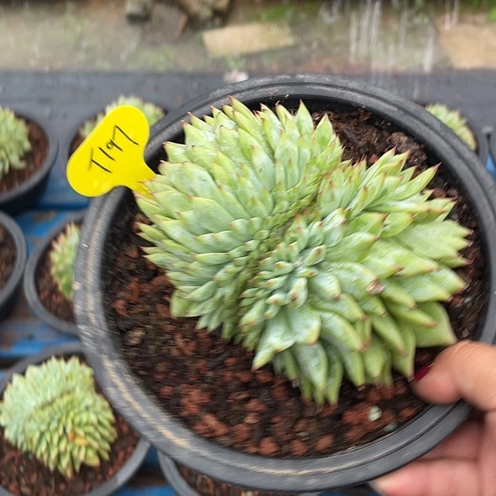 吉娃娃缀化多肉植物197