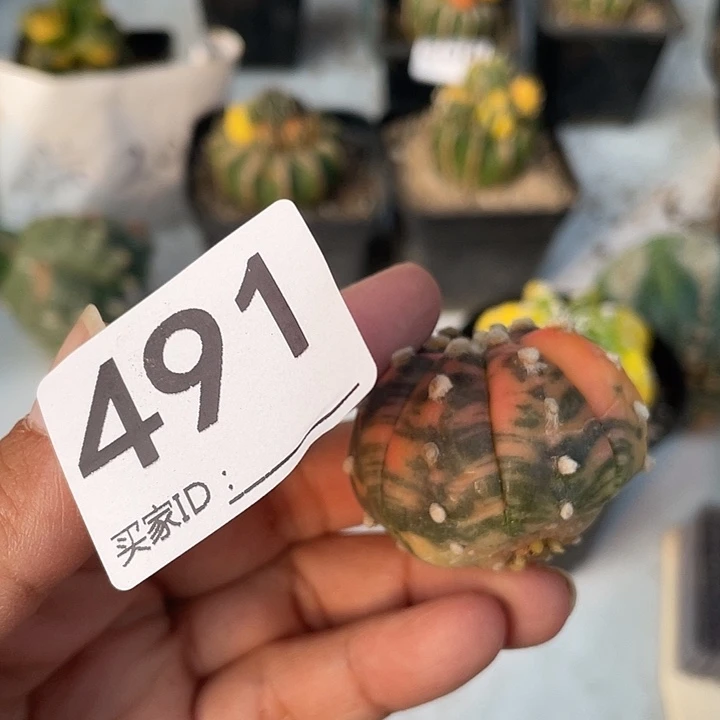 仙人球491号小兜紧一颗有根