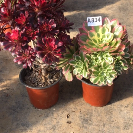 法师多肉植物释**人法师834