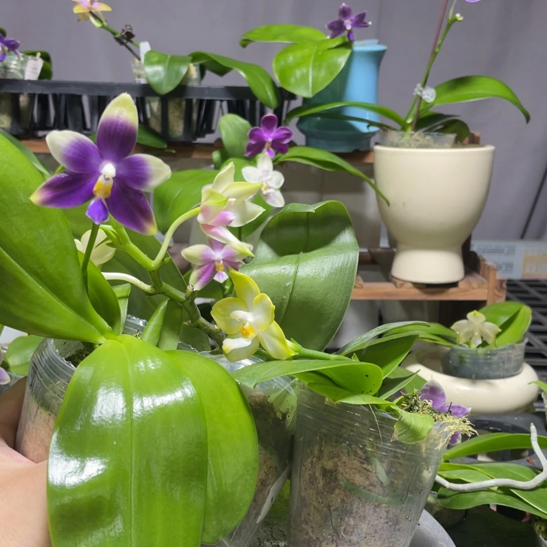 完全开放100叶瑕花期不保