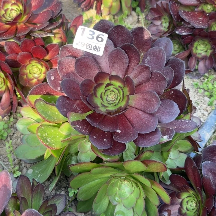 黑美人……多肉植物的