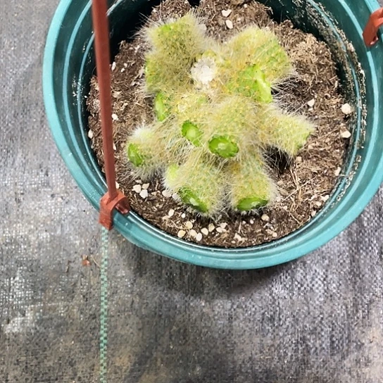 妞*九尾狐老墩子一个