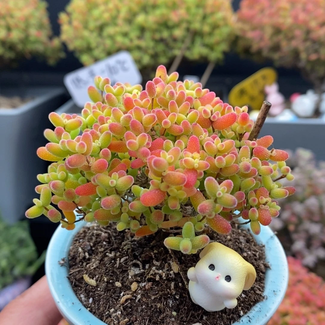 无花朵20号蜜橘糖球（带盆）