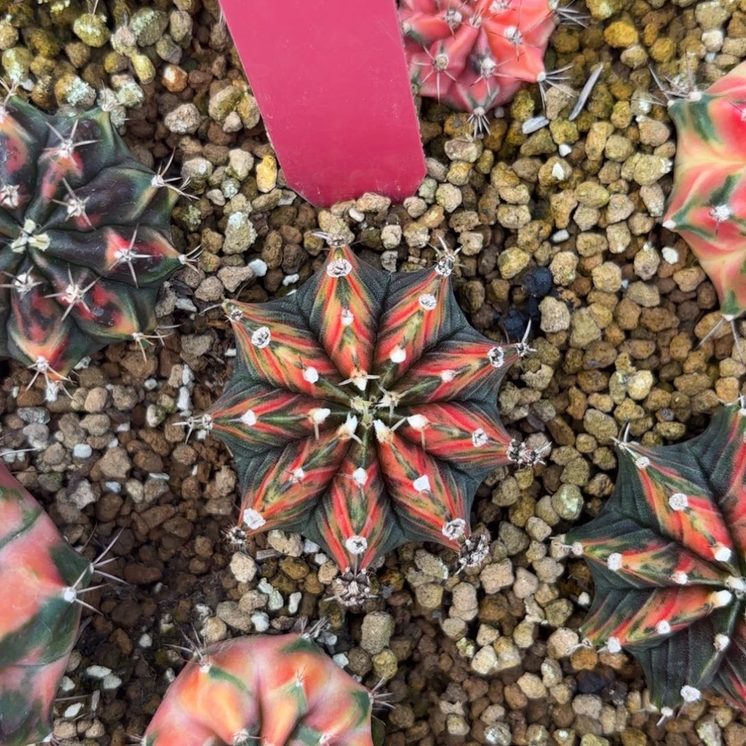 L512-1213泰国发货