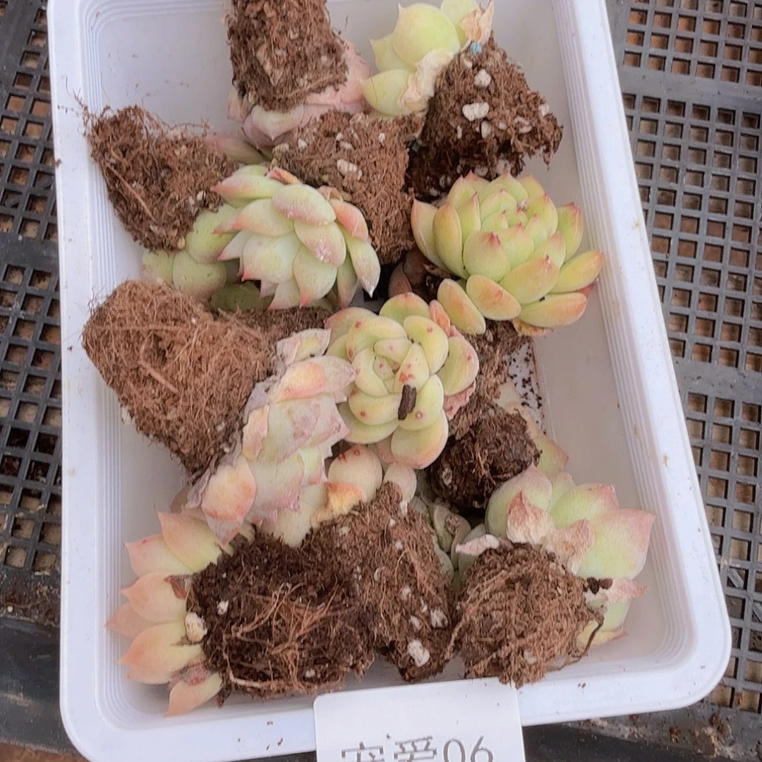直播福利一物一拍06